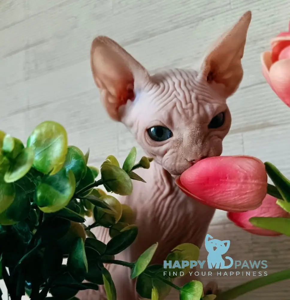 Honey Canadian Sphynx male cream mink live animals