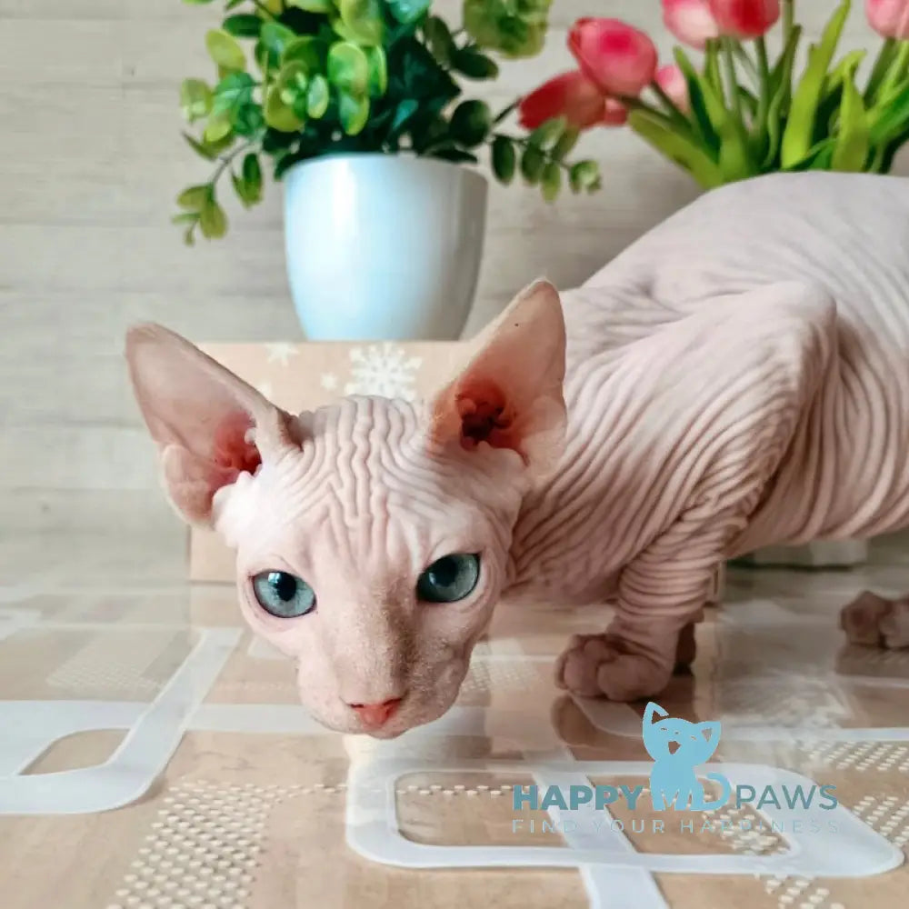 Honey Canadian Sphynx male cream mink live animals