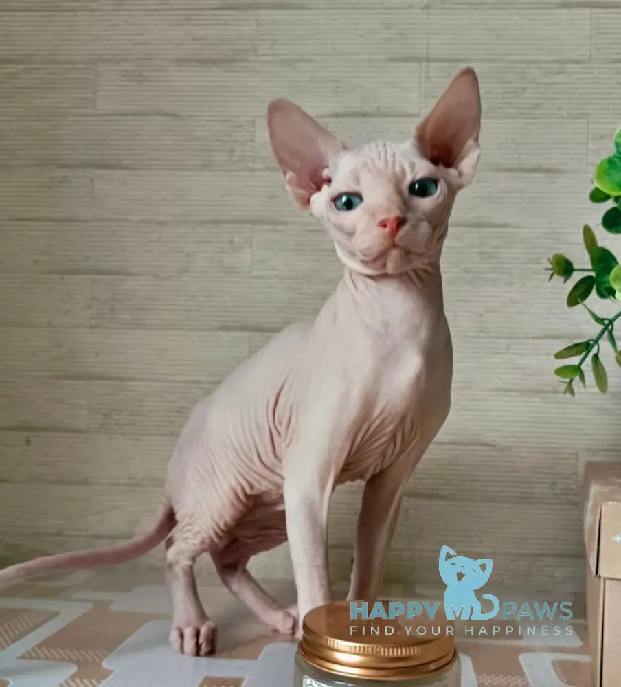 Honey Canadian Sphynx male cream mink live animals