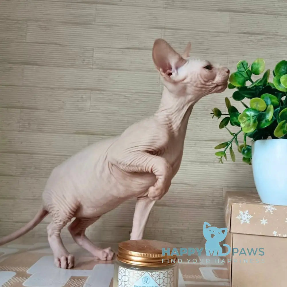 Honey Canadian Sphynx male cream mink live animals