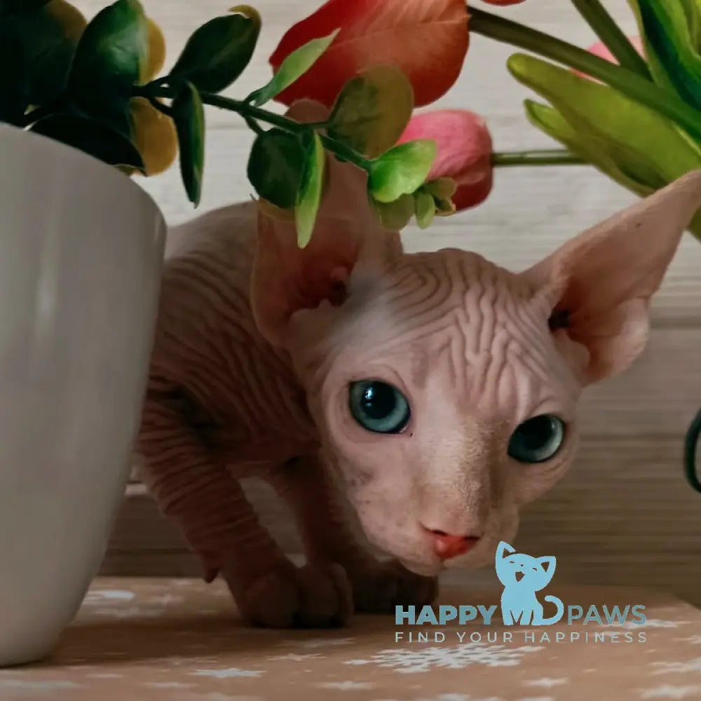 Honey Canadian Sphynx male cream mink live animals