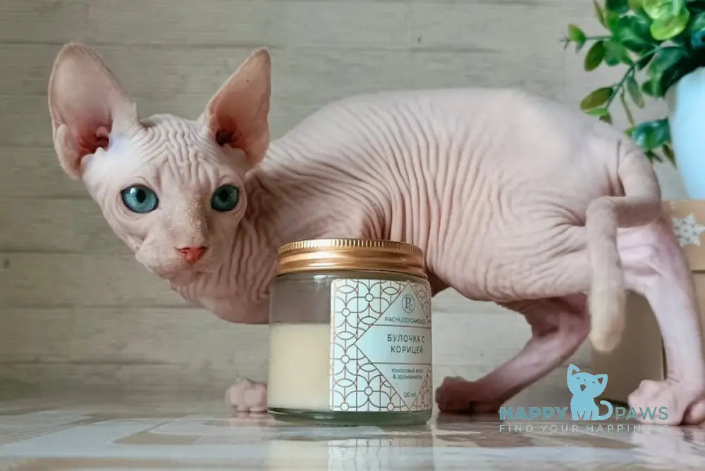 Honey Canadian Sphynx male cream mink live animals