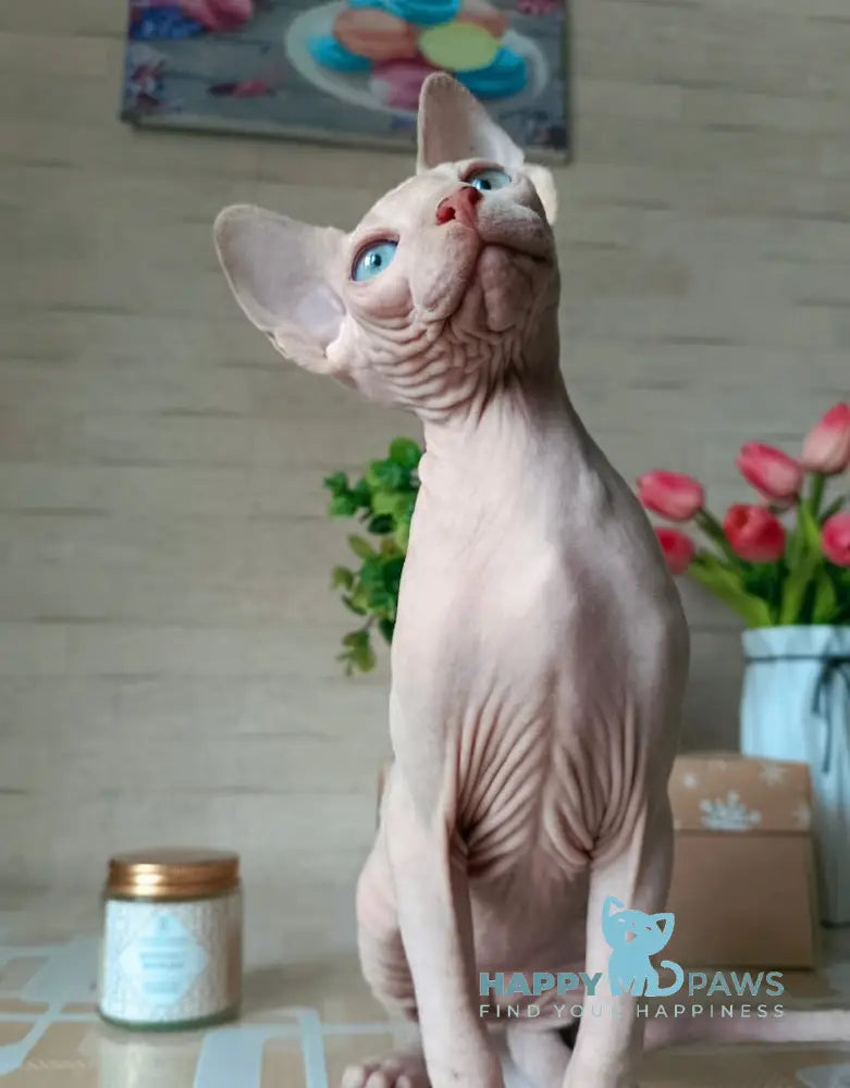 Honey Canadian Sphynx male cream mink live animals