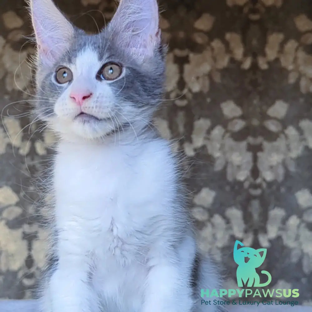 Honey Maine Coon male blue bicolour - live animals