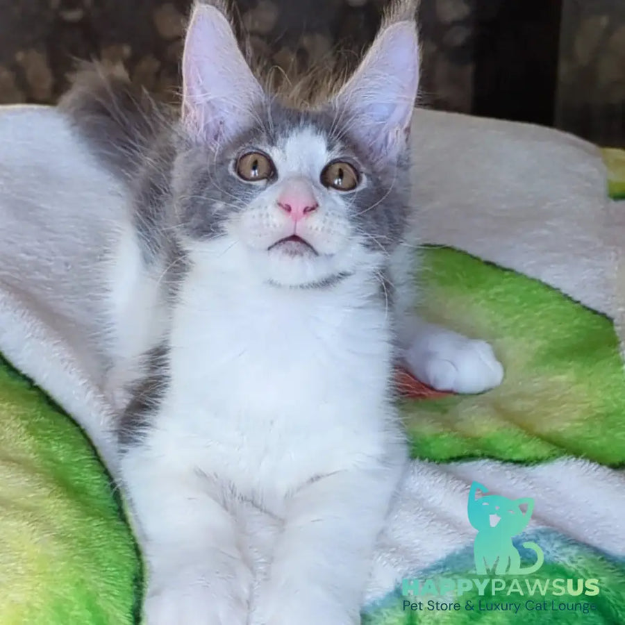 Honey Maine Coon male blue bicolour - live animals