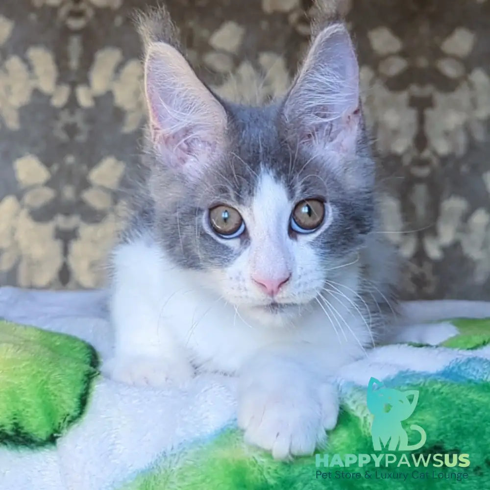 Honey Maine Coon male blue bicolour - live animals