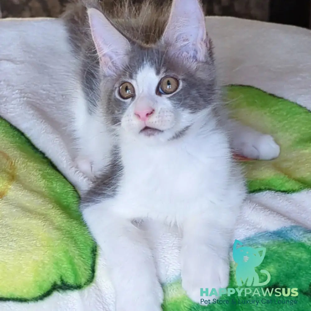 Honey Maine Coon male blue bicolour - live animals