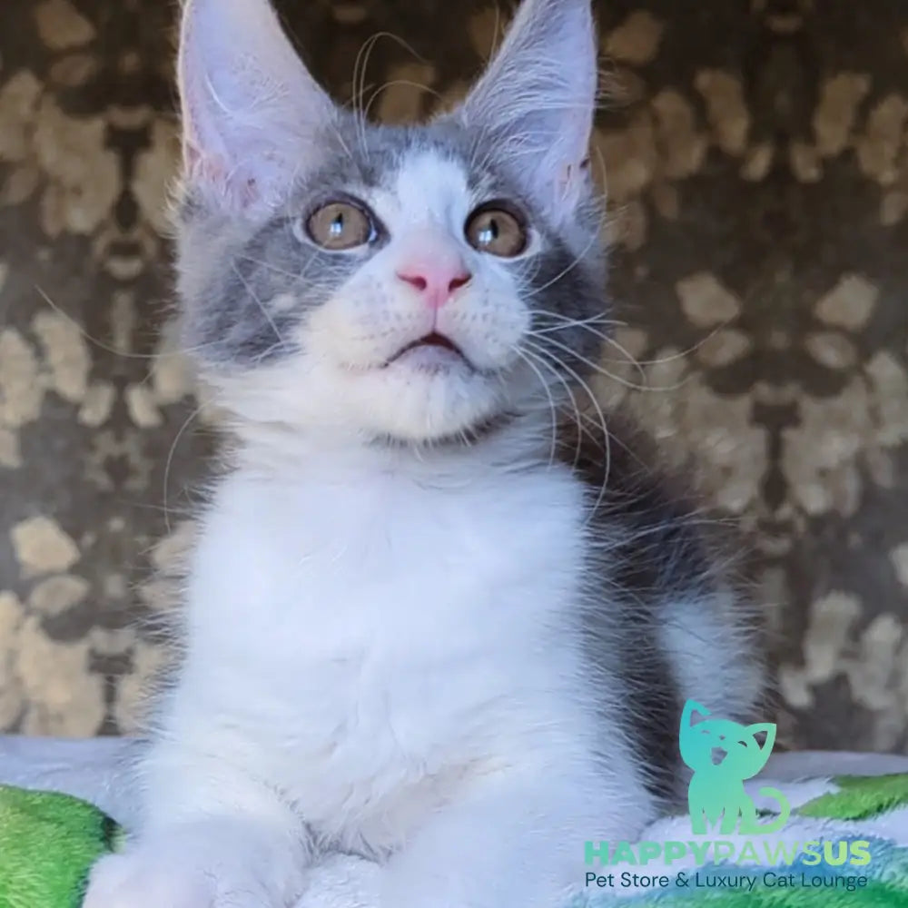 Honey Maine Coon male blue bicolour - live animals