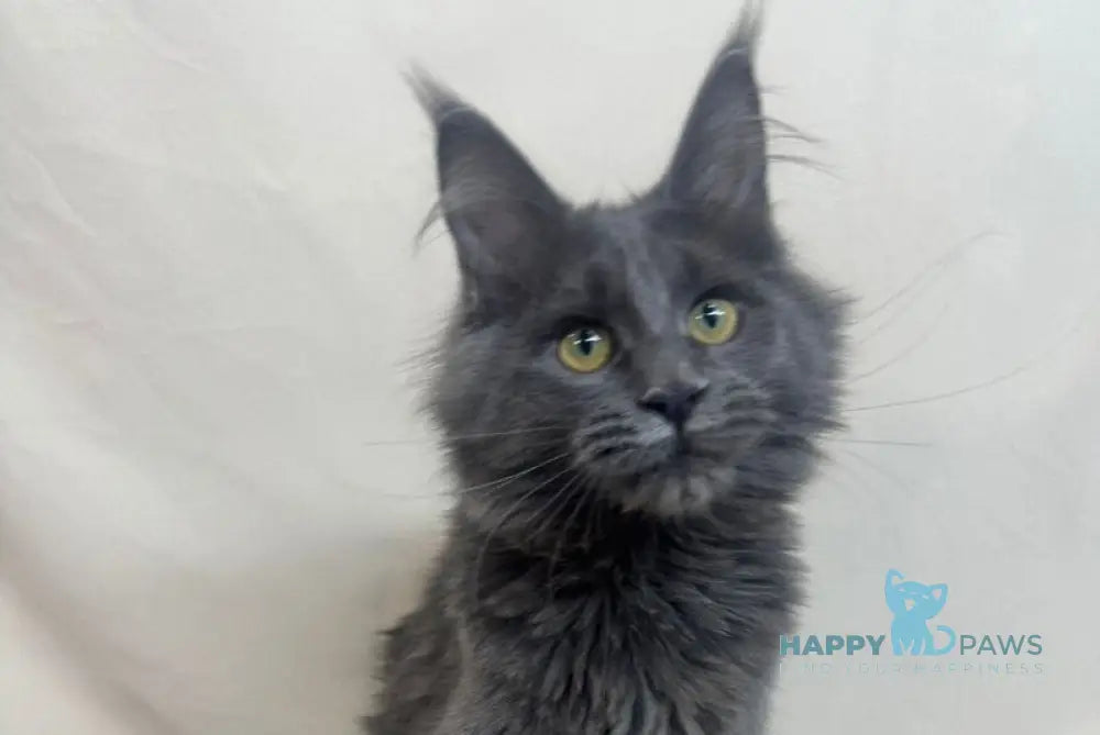 Honey Maine Coon polydactyl female blue live animals