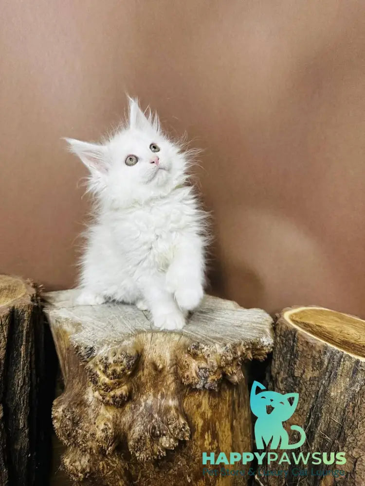 Honey Maine Coon polydactyl female white - live animals