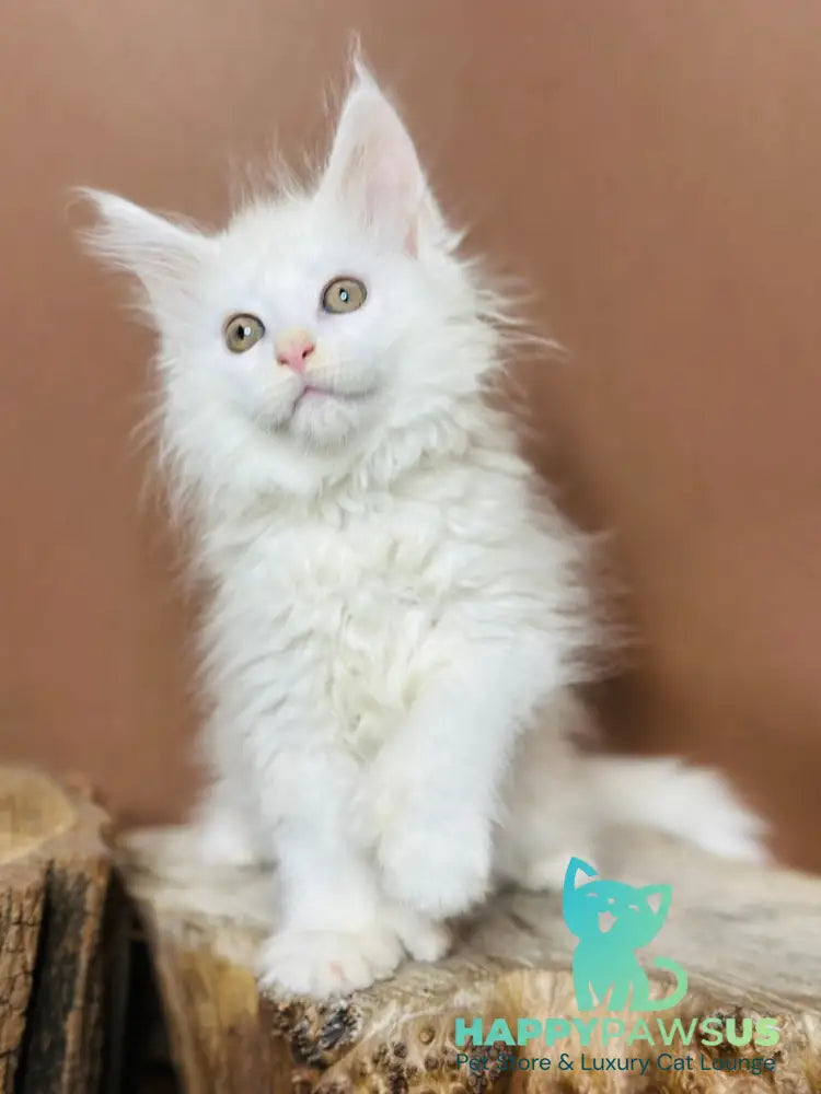 Honey Maine Coon polydactyl female white - live animals