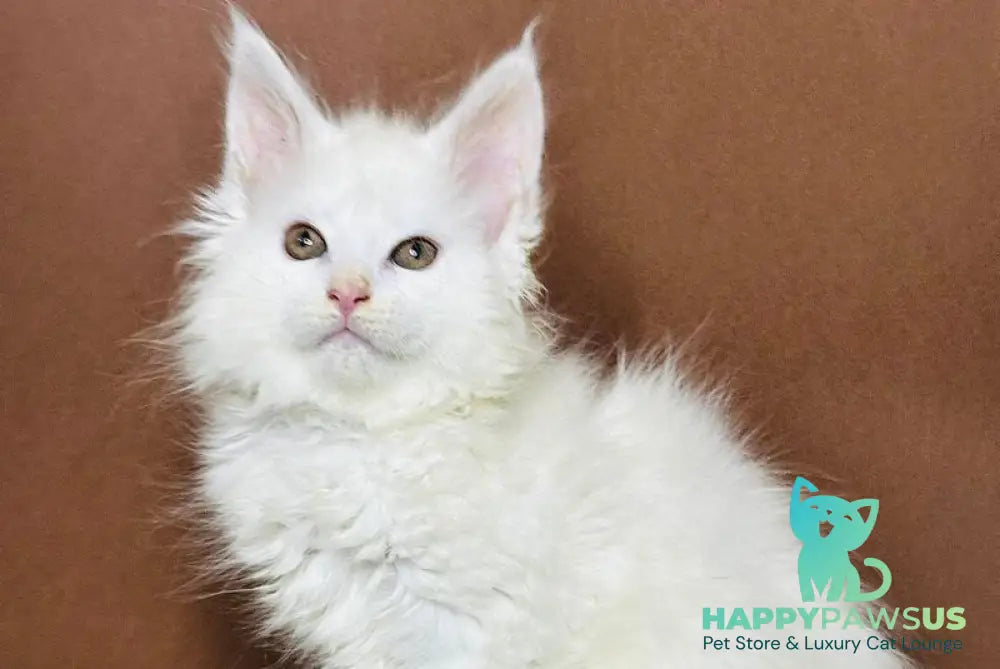 Honey Maine Coon polydactyl female white - live animals