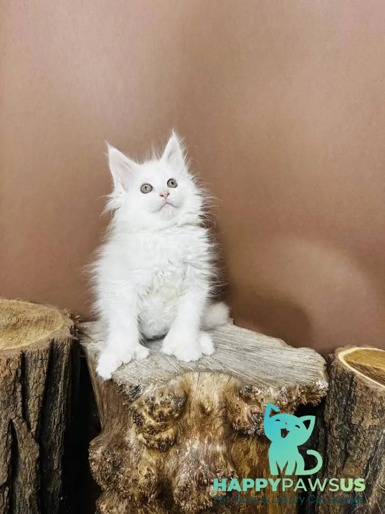 Honey Maine Coon polydactyl female white - live animals