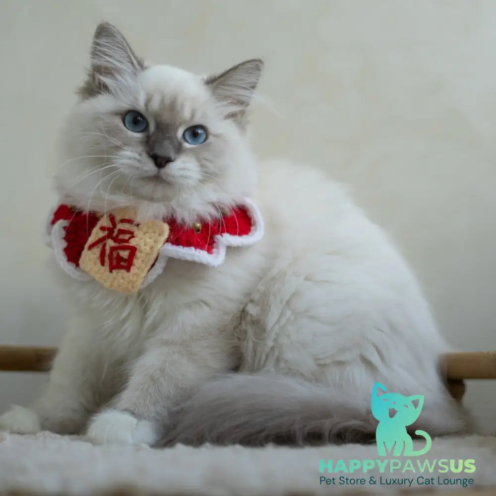 Honey Siberian female blue with white tabby pointed - live animals