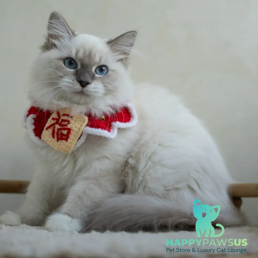 Honey Siberian female blue with white tabby pointed - live animals