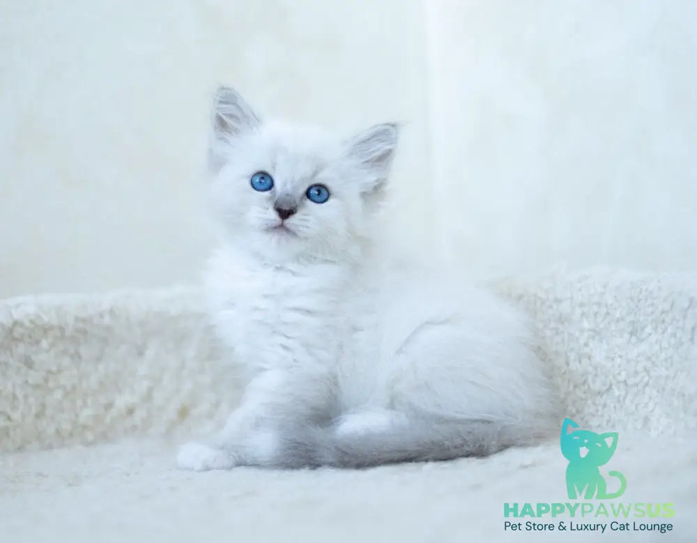 Honey Siberian female blue with white tabby pointed - live animals
