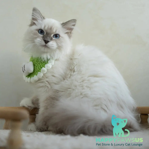 Honey Siberian female blue with white tabby pointed - live animals