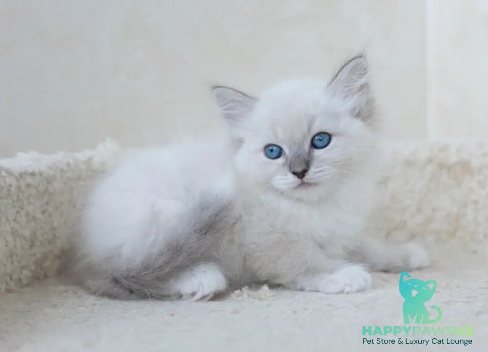 Honey Siberian female blue with white tabby pointed - live animals