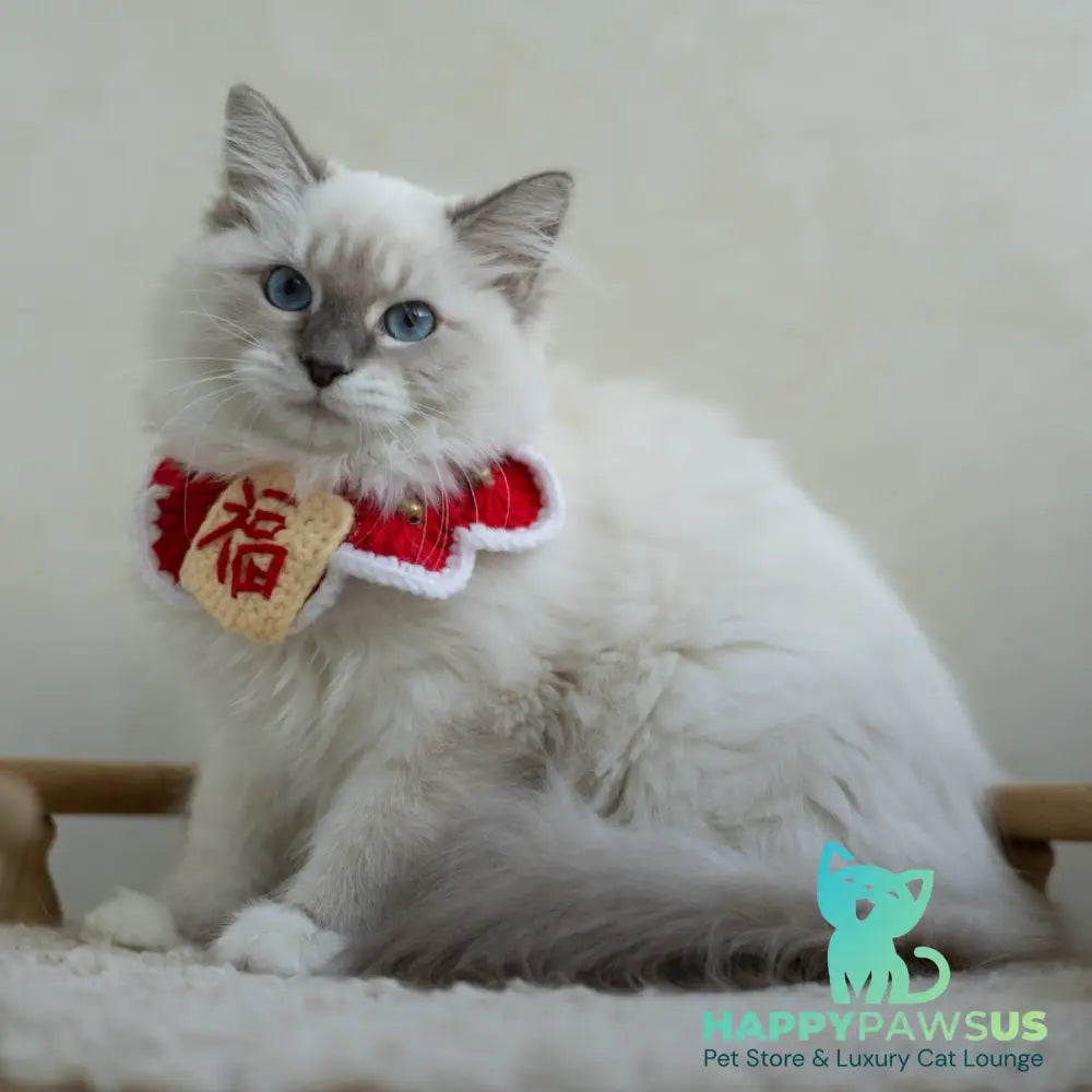 Honey Siberian female blue with white tabby pointed - live animals