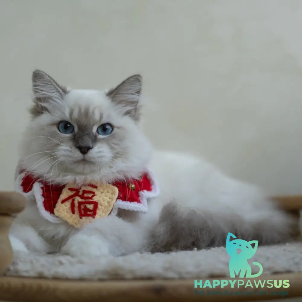 Honey Siberian female blue with white tabby pointed - live animals