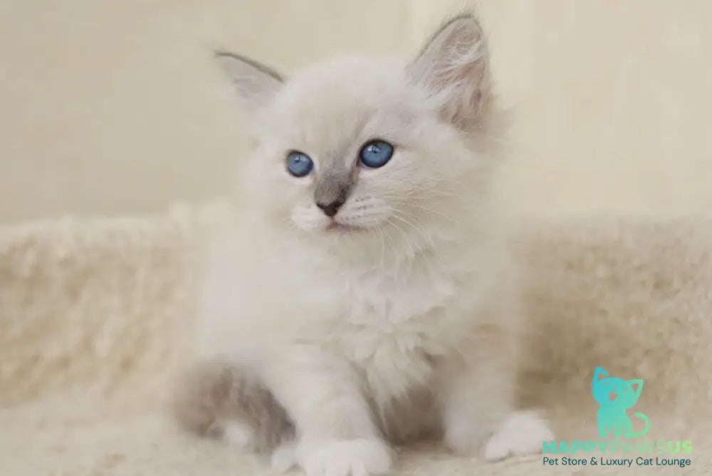 Honey Siberian female blue with white tabby pointed - live animals