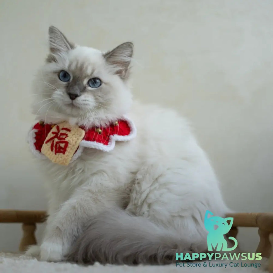 Honey Siberian female blue with white tabby pointed - live animals