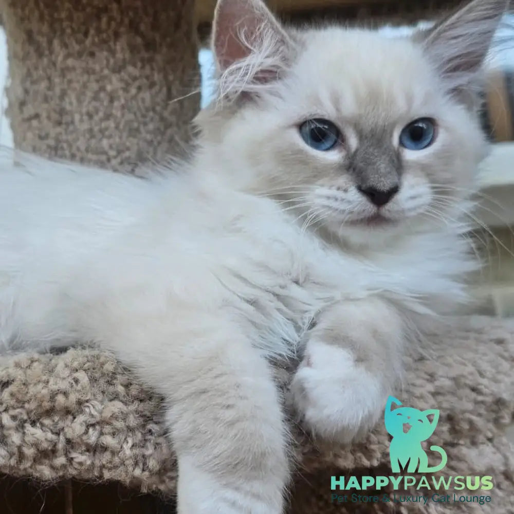 Honey Siberian female blue with white tabby pointed - live animals