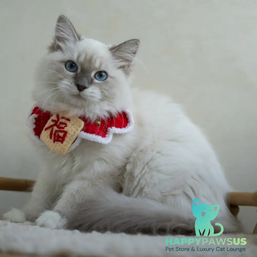 Honey Siberian female blue with white tabby pointed - live animals