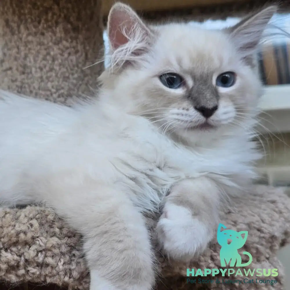 Honey Siberian female blue with white tabby pointed - live animals