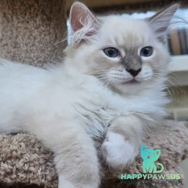 Honey Siberian female blue with white tabby pointed - live animals