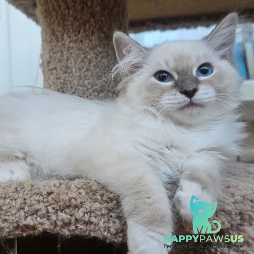 Honey Siberian female blue with white tabby pointed - live animals