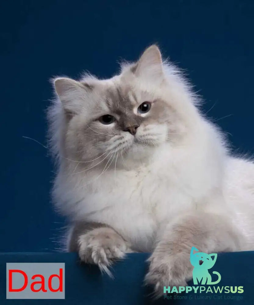 Honey Siberian female blue with white tabby pointed - live animals