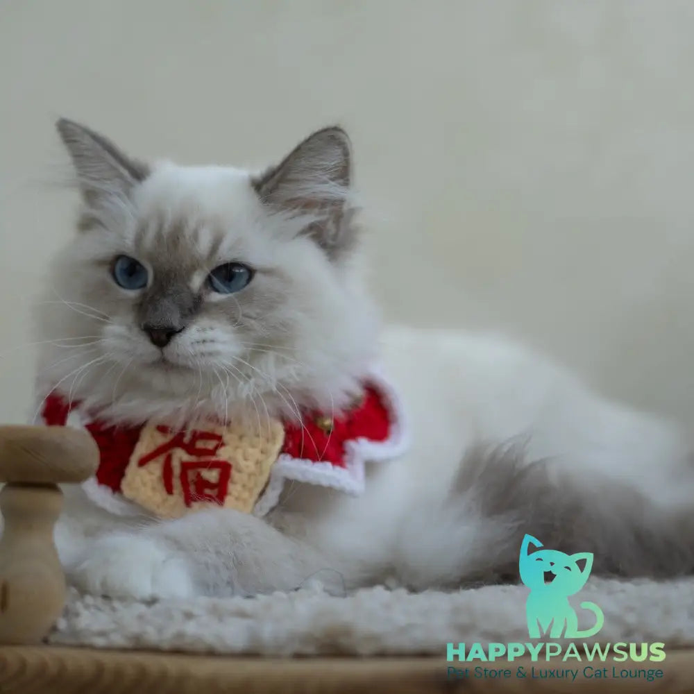 Honey Siberian female blue with white tabby pointed - live animals