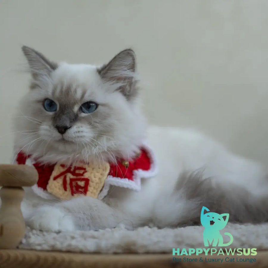 Honey Siberian female blue with white tabby pointed - live animals