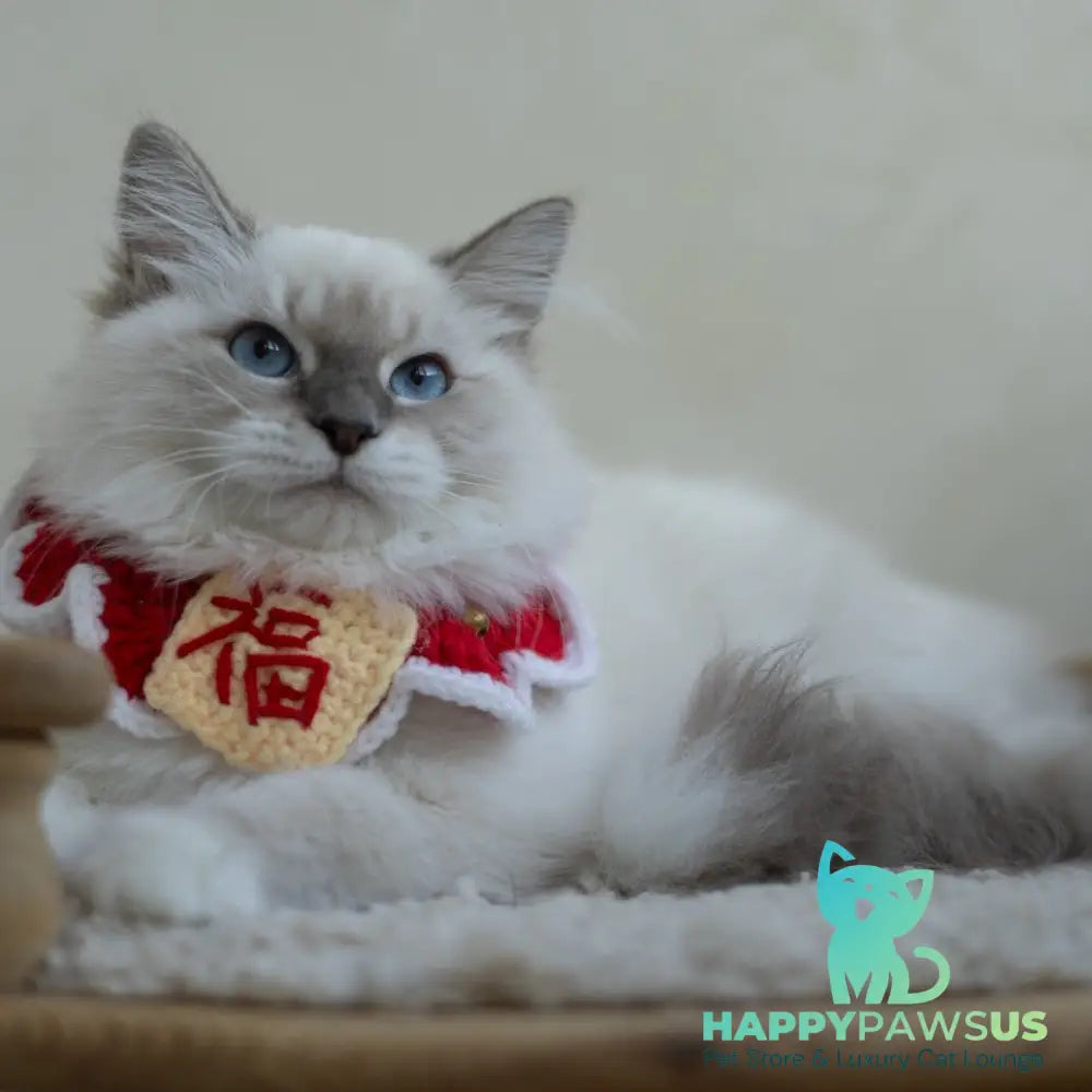 Honey Siberian female blue with white tabby pointed - live animals