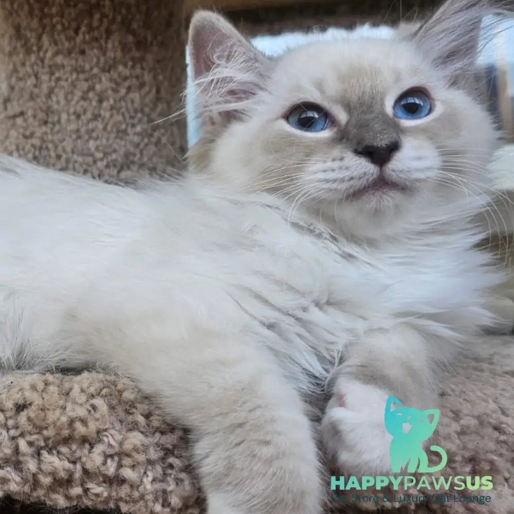Honey Siberian female blue with white tabby pointed - live animals