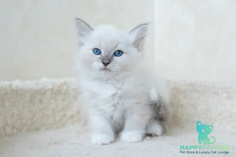 Honey Siberian female blue with white tabby pointed - live animals