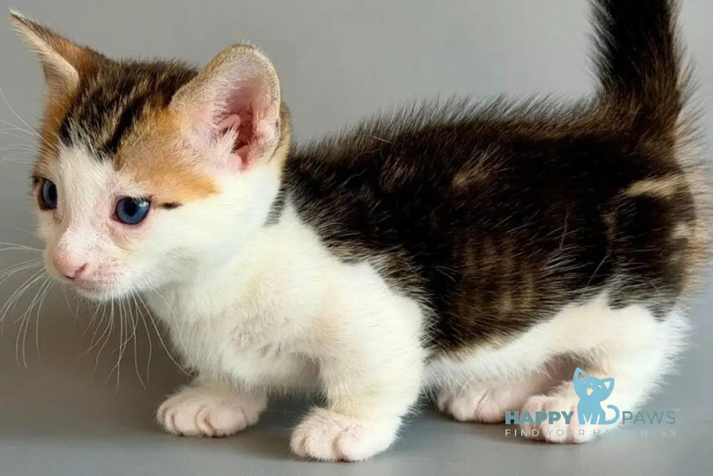 Honeybee Munchkin male black tabby with white - live animals
