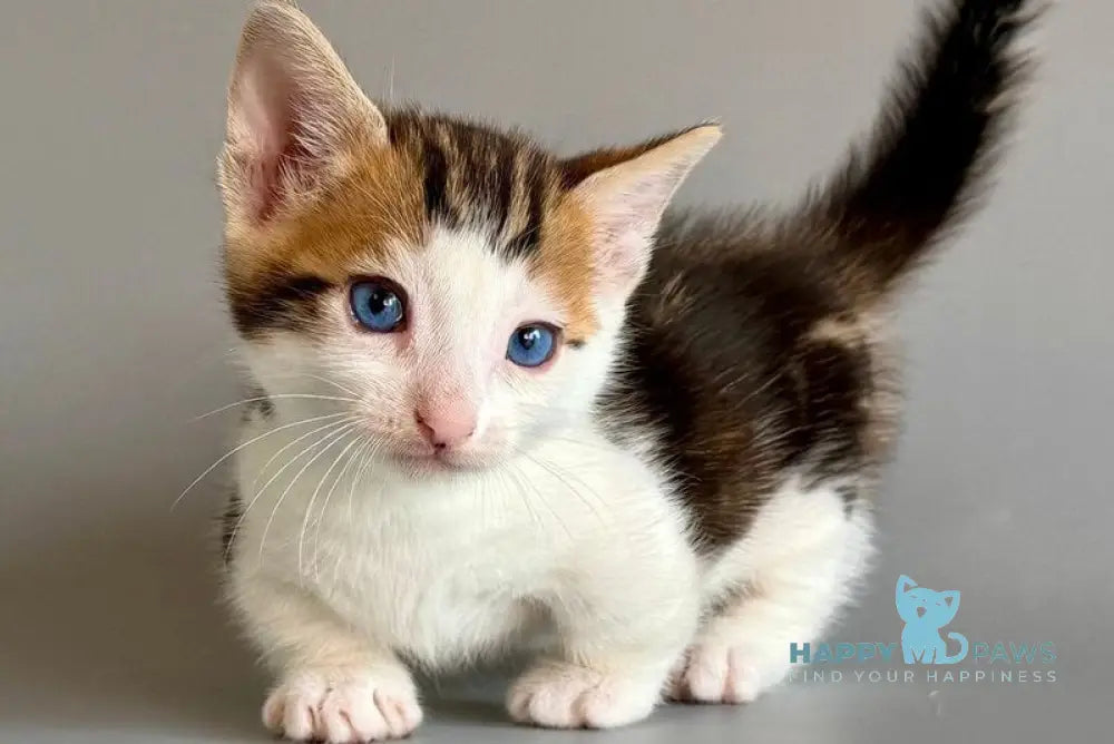 Honeybee Munchkin male black tabby with white - live animals