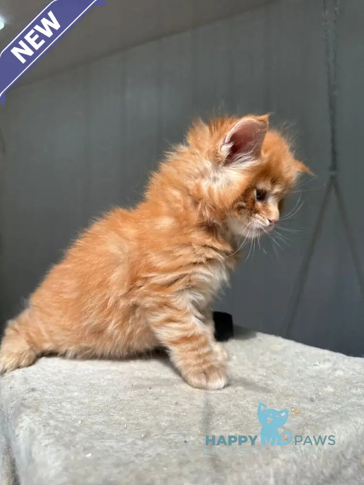 Honeybun Maine Coon male red spotted tabby live animals