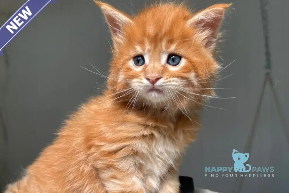 Honeybun Maine Coon male red spotted tabby live animals