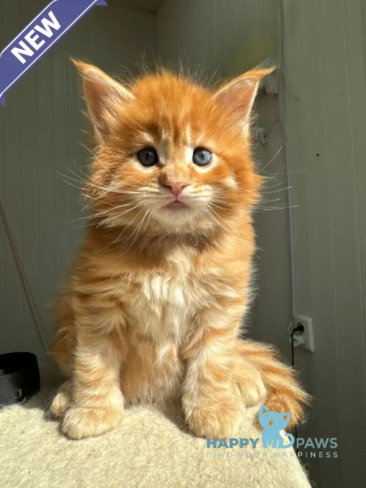 Honeybun Maine Coon male red spotted tabby live animals