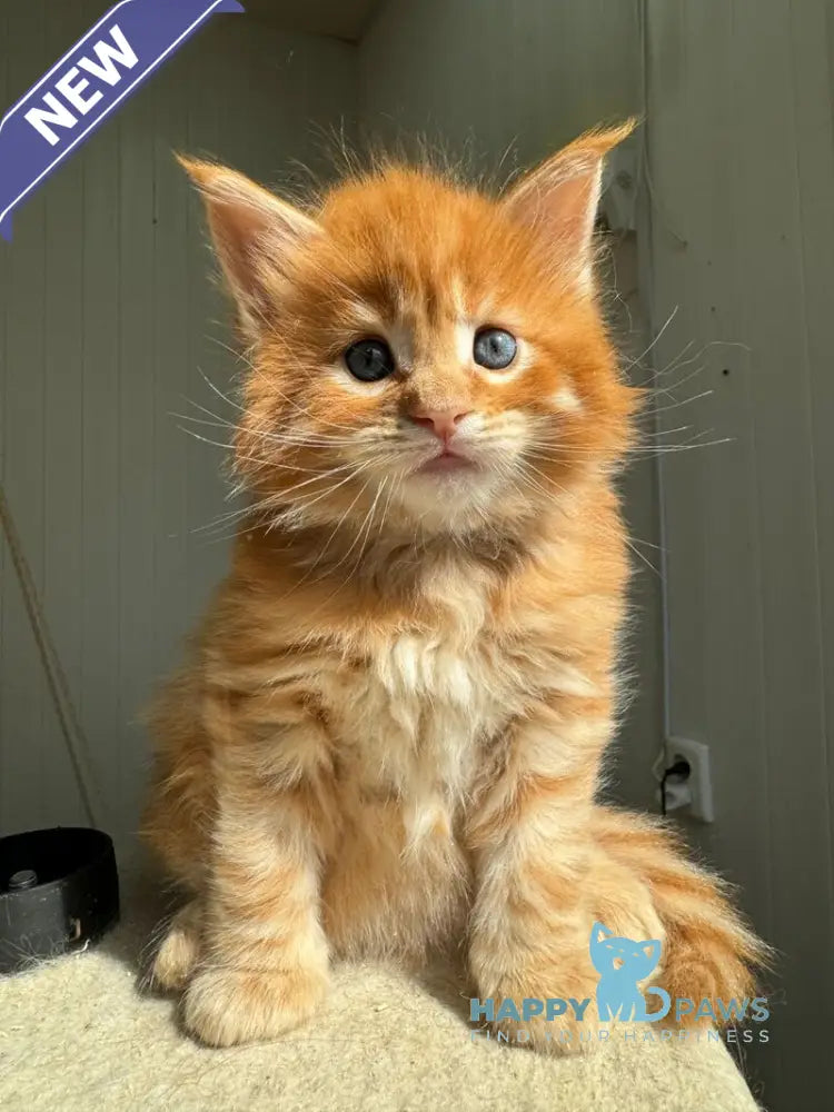 Honeybun Maine Coon male red spotted tabby live animals
