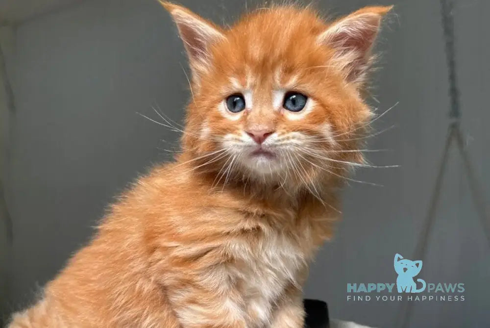 Honeybun Maine Coon male red spotted tabby live animals