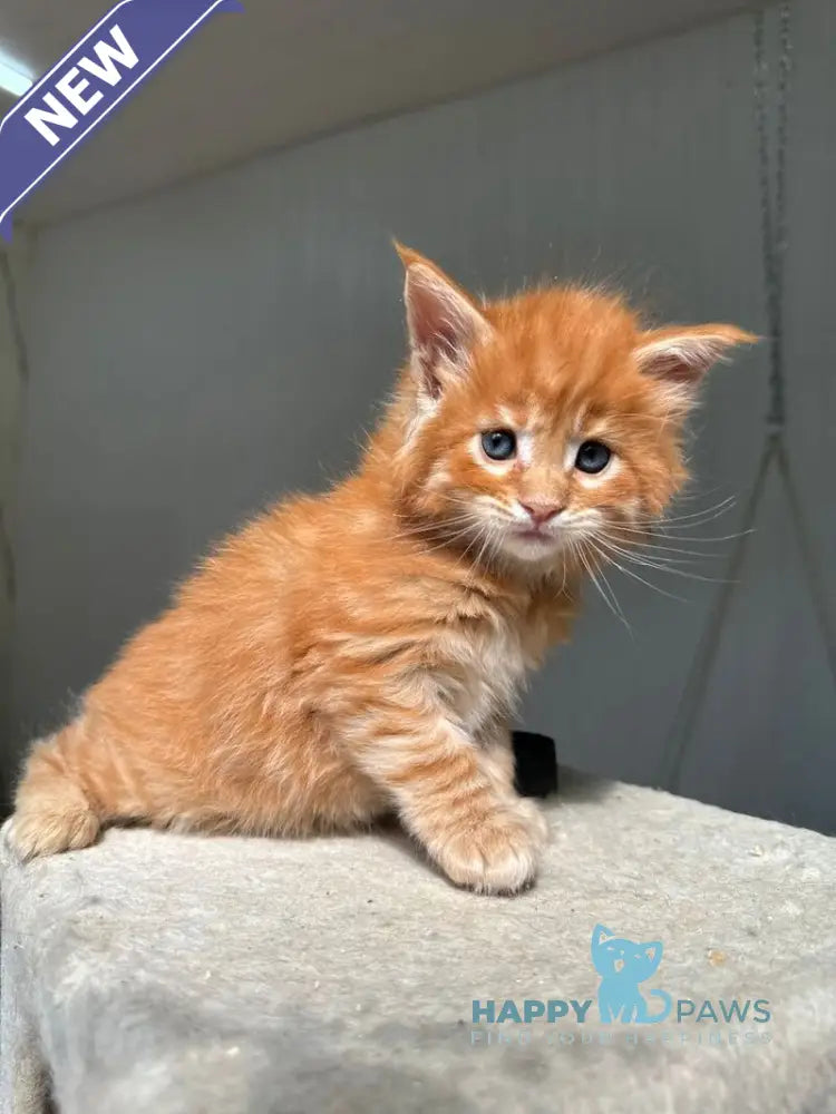 Honeybun Maine Coon male red spotted tabby live animals