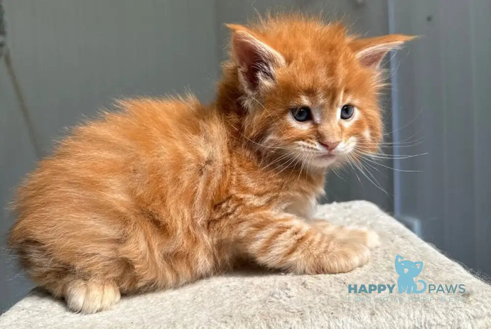 Honeybun Maine Coon male red spotted tabby live animals
