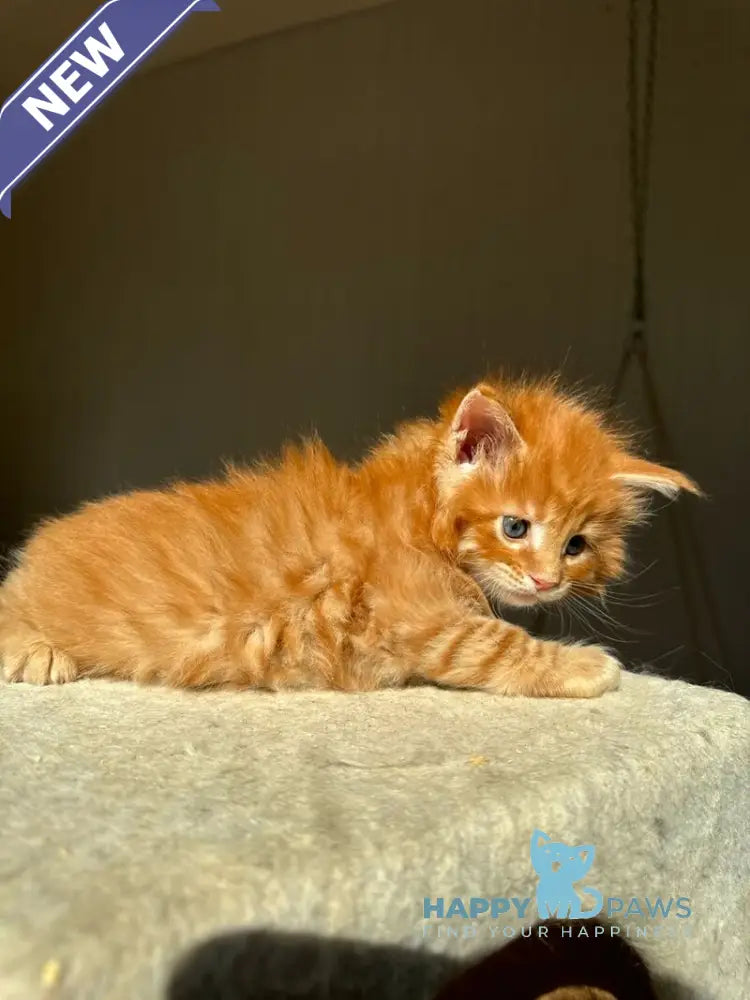 Honeybun Maine Coon male red spotted tabby live animals