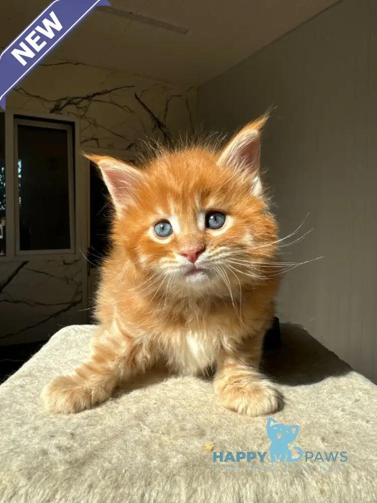 Honeybun Maine Coon male red spotted tabby live animals