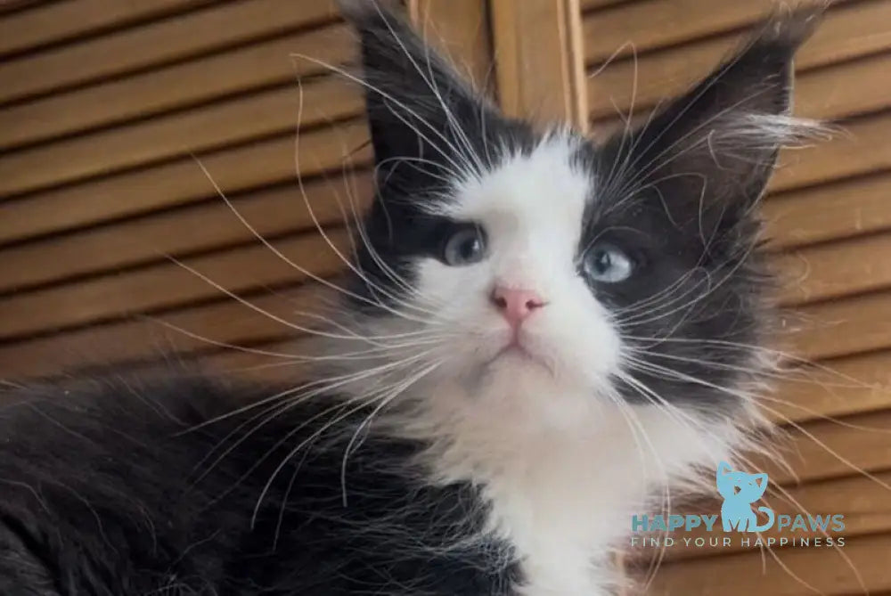 Honor Maine Coon polydactyl male black bicolour - live animals