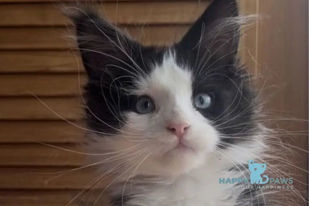 Honor Maine Coon polydactyl male black bicolour - live animals